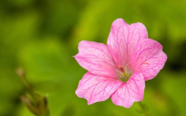 Renkli Pembe çiçek çiçeklenme.