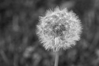 Karahindiba closeup, dikey, siyah ve beyaz.