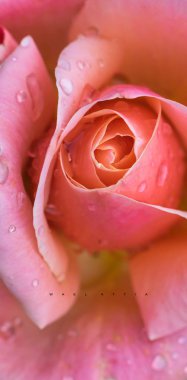 Yağmur damlaları ile görüntü kadar güzel gül yakın.