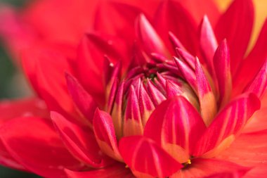 Dahlia Roze yakın çekim.