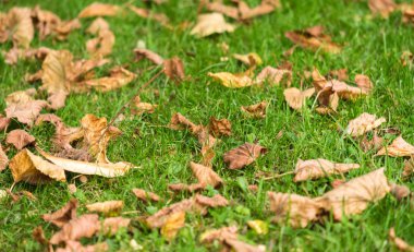 Aşağı düşen yapraklar ile sonbahar çimleri.