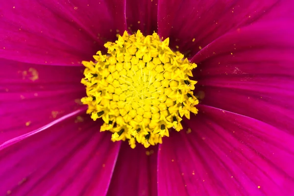 Closeup of a colourful flower — Stock Photo, Image