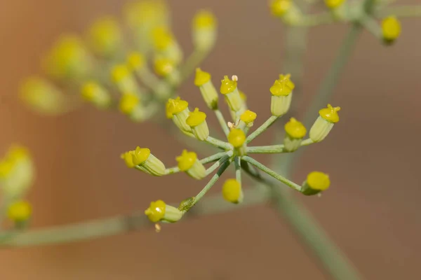 カラフルな花のクローズアップ — ストック写真