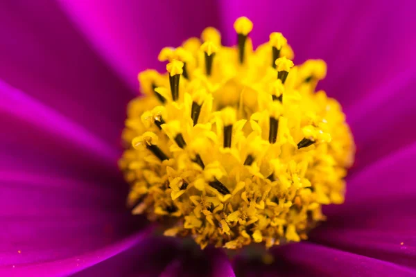 Close-up van een kleurrijke bloem — Stockfoto