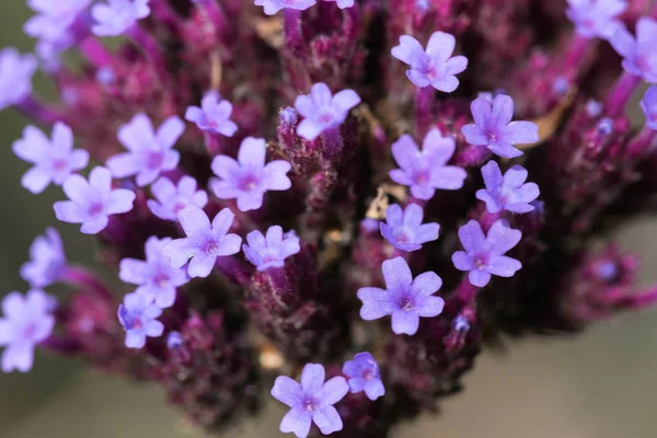 Herb Robert beleza tranquila . — Fotografia de Stock