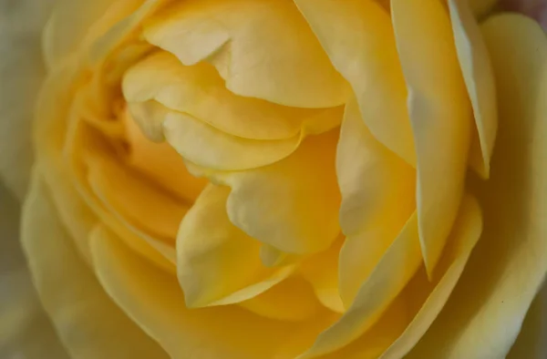 Schöne gelbe Rose Nahaufnahme — Stockfoto
