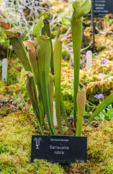 Darlingtonia Californica, также известная как Cobra Lily . — стоковое фото