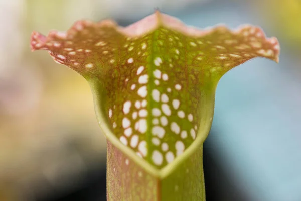 Darlingtonia Californica, aynı zamanda biliyor Cobra Lily.