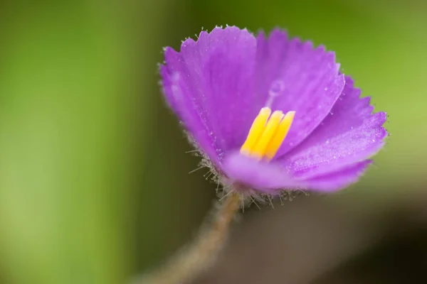 Drosera Spatulata çiçek closeup. — Stok fotoğraf