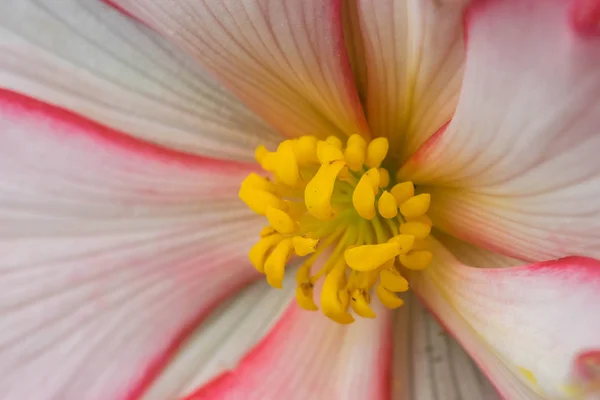 Extreme close up of a colourful flower stamen and stigma. — Stock Photo, Image