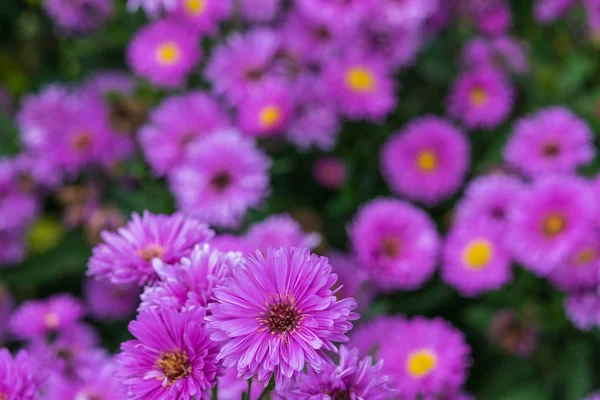 Фіолетовий різак з квітами — стокове фото