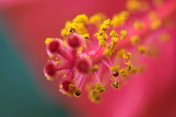 極端にカラフルな花のおしべと柱頭のクローズ アップ. — ストック写真