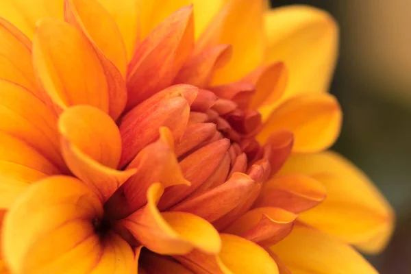 Beautiful yellow Dahlia flower. — Stock Photo, Image