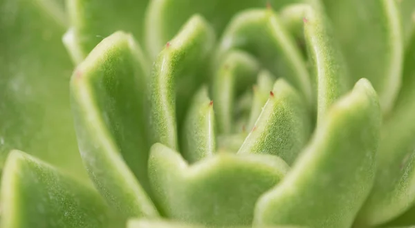 Echeveria secunda species texture and close up view. — Stock Photo, Image