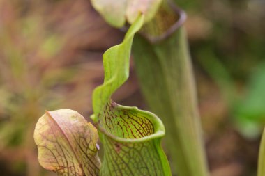 Darlingtonia Californica, aynı zamanda biliyor Cobra Lily.