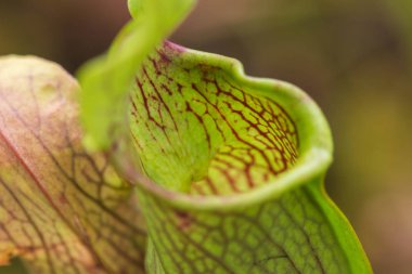 Darlingtonia Californica, aynı zamanda biliyor Cobra Lily.