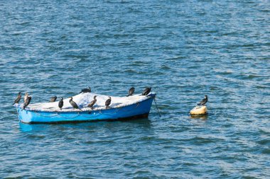 Büyük karabatak kuşlar Draycote suları gölde, İngiltere'de bir teknede grup