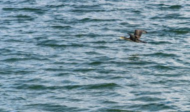 Draycote suları gölde İngiltere üzerinde uçan büyük karabatak, Phalacrocorax carbo