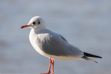 Sea gull yakından ile göz teması, London Eye bulundu. Kavram turizm, eğlence, deniz, yaz saati.
