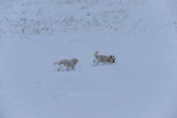 Perros juegan en la nieve en un día nevado pesado . —  Fotos de Stock