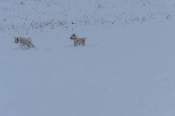 Hunde spielen bei starkem Schneetag im Schnee. — Stockfoto