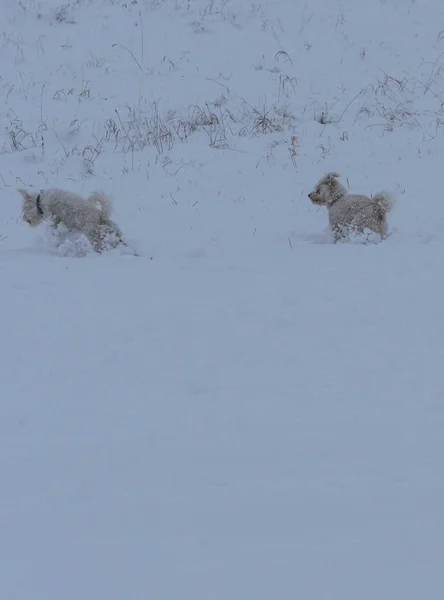 Perros juegan en la nieve en un día nevado pesado . —  Fotos de Stock