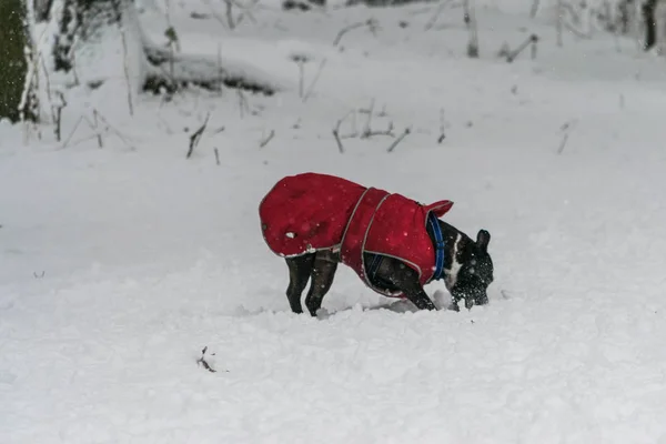Hund spielt bei starkem Schneetag im Schnee. — Stockfoto
