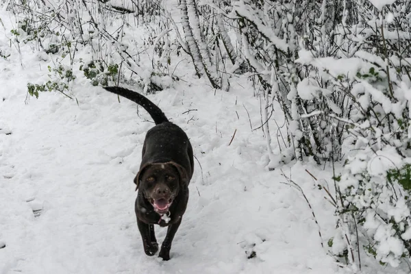 Hund spielt bei starkem Schneetag im Schnee. — Stockfoto