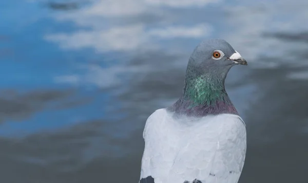 Columbia Livia, the Rock Dove looking directly at the camera. — Stock Photo, Image