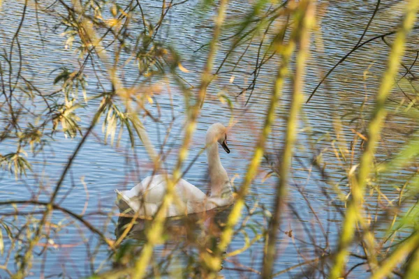 Knölsvan - Cygnus olorin simma i sjön vatten vatten med omgivande parkträd. — Stockfoto