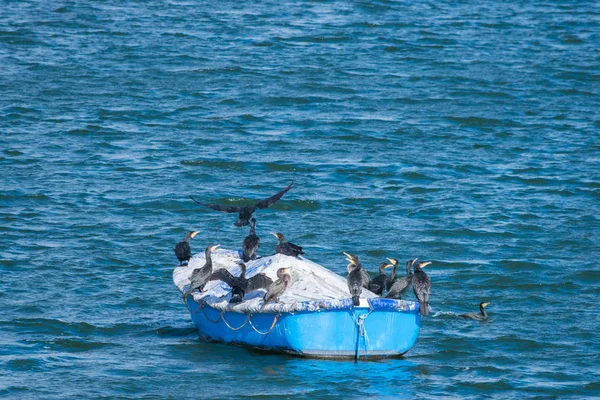 Gruppe av Great Cormorant-fugler på en båt i Draycote Waters lake, Storbritannia – stockfoto