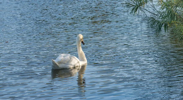 Mute Swan - Cygnus olorIn swimming in lake water water with surrounding park trees. — Stock Photo, Image