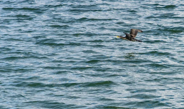 Le grand cormoran, Phalacrocorax carbo survolant le lac Draycote Waters en royaume uni — Photo