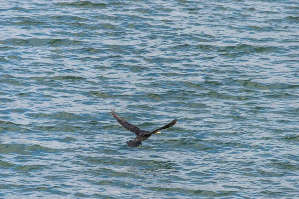 Il grande cormorano, Phalacrocorax carbo che sorvola Draycote Waters Lake nel regno unito — Foto Stock