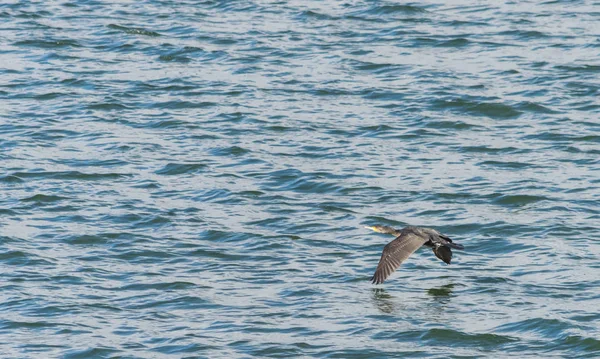 Le grand cormoran, Phalacrocorax carbo survolant le lac Draycote Waters en royaume uni — Photo