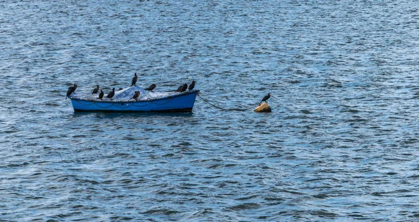 Grupo dos grandes pássaros Cormorant em um barco no lago Draycote Waters, Reino Unido — Fotografia de Stock