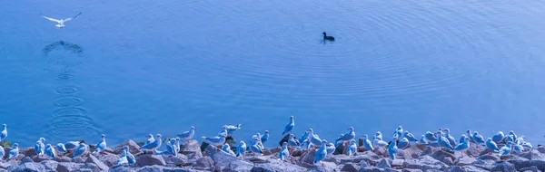 Un troupeau de mouettes immobile sur la rive du lac Draycote au Royaume-Uni — Photo