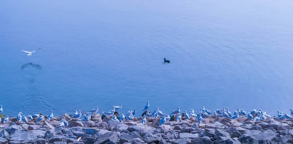 Un troupeau de mouettes immobile sur la rive du lac Draycote au Royaume-Uni — Photo