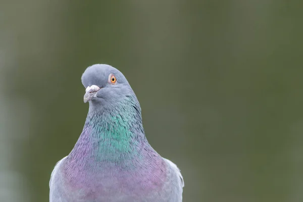 Columbia Livia, the Rock Dove melihat langsung ke kamera . — Stok Foto