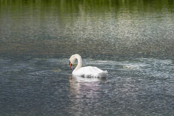 Knölsvan - Cygnus olorin simma i sjön vatten vatten med omgivande parkträd. — Stockfoto