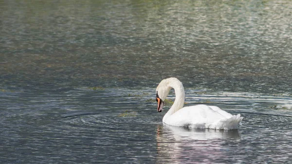 Cigno muto - Cygnus olorIn acqua di lago con alberi circostanti . — Foto Stock