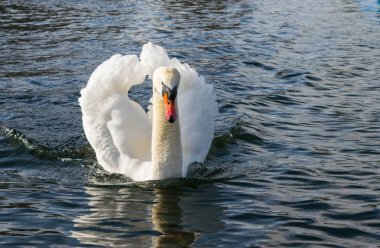 Mute Swan - kuğu olorin Hyde Park, Londra Gölü su suda Yüzme.