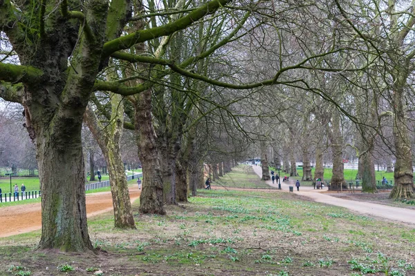 Ağaç sokak geç kış Hyde Park Londra'nın