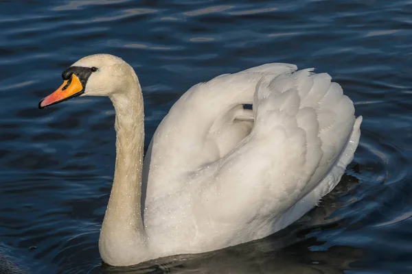 Knölsvan - Cygnus olorin simma i sjön vatten vatten i Hyde Park, London. — Stockfoto