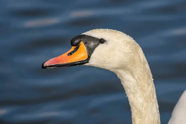 Knölsvan - Cygnus olorin simma i sjön vatten vatten i Hyde Park, London. — Stockfoto