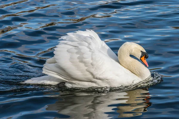 Mute Swan - Cygnus olorIn acqua di lago a Hyde Park, Londra . — Foto Stock