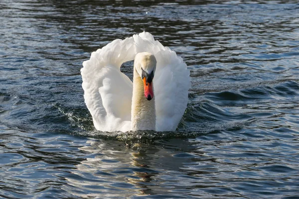 Knölsvan - Cygnus olorin simma i sjön vatten vatten i Hyde Park, London. — Stockfoto