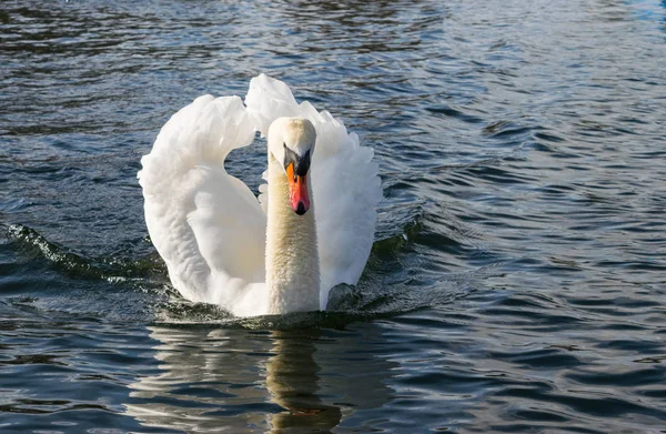 Knölsvan - Cygnus olorin simma i sjön vatten vatten i Hyde Park, London. — Stockfoto