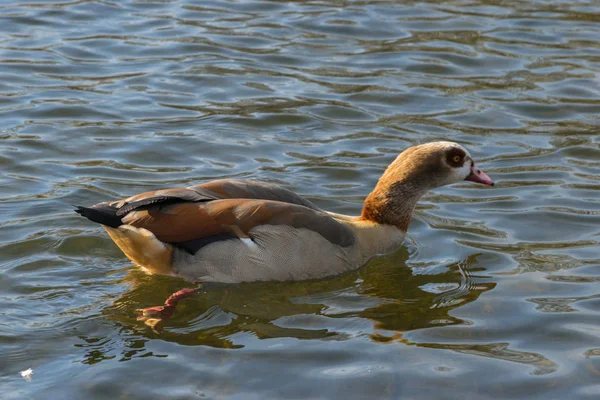 Una bella e colorata oca egiziana Alopochen aegyptiaca nuota tranquillamente su un lago a Hyde park, Londra — Foto Stock