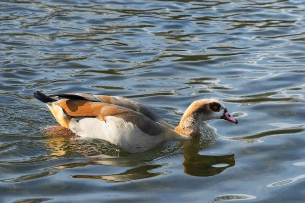 A beautiful and colorful Egyptian Goose Alopochen aegyptiaca swimming peacefully on a lake in Hyde park, London — Stock Photo, Image